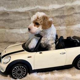 Boy 3 - Cream male Goldendoodle puppy in Kearneysville, West Virginia from Daydreamer