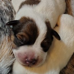 Wallace - Red speckled male Australian Cattle Dog puppy in Rogue River, Oregon from FullMoon Cattle Dogs