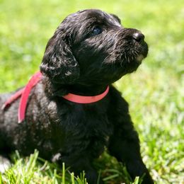 Goldendoodle Puppies from DoodleSmith, LLC