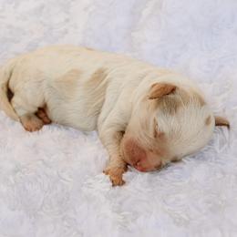Betty - Apricot female Labradoodle puppy in Crete, Nebraska from Doodles & Co