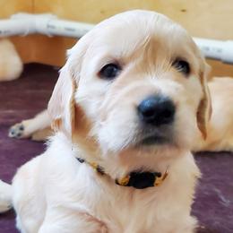 Golden Retriever Puppies from Golden Meadows of Utah