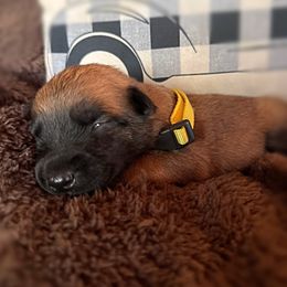 Belle - Red female Belgian Malinois puppy in Linwood, Michigan from Gillis Malinois