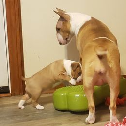 Bull Terrier Puppies from Virtue Bull Terriers