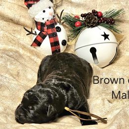 Boy 4 - German Shepherd puppy from Dunkelheit zu Licht German Shepherd K9