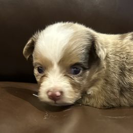 Speckles - Red merle female Toy Australian Shepherd puppy in Lame Deer, Montana from Bar M Toy Aussies