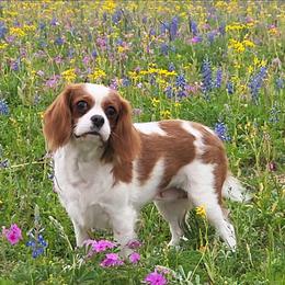 Buttercup - Cavalier King Charles Spaniel