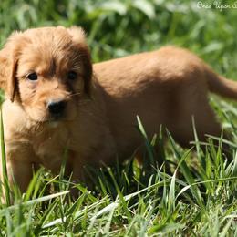 Polly Lime Green Boy - Dark golden male Golden Retriever puppy in Idaho Falls, Idaho from Once Upon A Dream Kennels