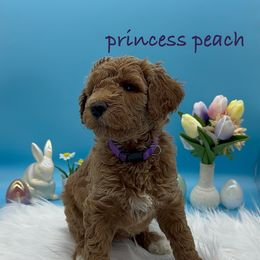 Princess Peach (Purple Collar) - Red  Goldendoodle puppy in Richmond, Virginia from Kessi Doodles
