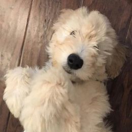 Bernedoodles and Goldendoodles from Jefferson Doodles