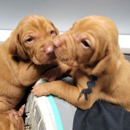 Vizsla Puppies from Bender Vizslas