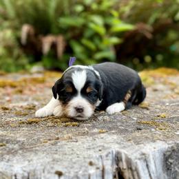 Drizella (Purple Collar) - Tri-color female Bernedoodle puppy in Stanwood, Washington from Butter Cup Pups and Paws
