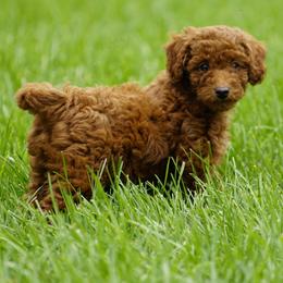 Karson - Red  male Goldendoodle puppy in Augusta, West Virginia from Creation Goldedoodles