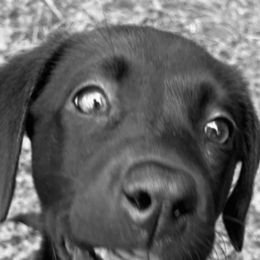 Labrador Retriever Puppies from Cary’s Buck Creek Retrievers
