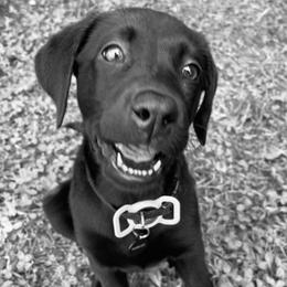 Labrador Retriever Puppies from Cary’s Buck Creek Retrievers