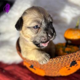 Purple Collar girl - Wheaten female Glen of Imaal Terrier puppy in Homestead, Pennsylvania from Galore Glens