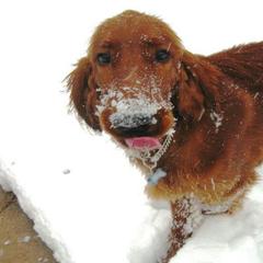 Dachshunds and Irish Setters from Keliaire Long Hair Mini Dachshunds