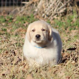 Golden Retriever Puppies from Golden Barnes Kennel