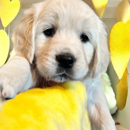 Golden Retriever Puppies from Risa’s Goldens