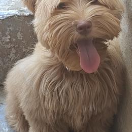 SadieBaby - Miniature Schnauzer