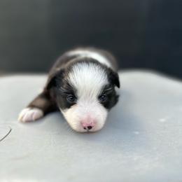 Ember - Black tri female Miniature Australian Shepherd puppy in Queen Creek, Arizona from Arizona Aussies