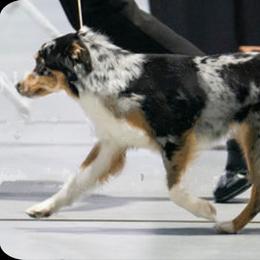 Millie - Miniature American Shepherd