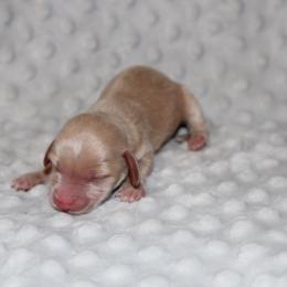 Dottie - Cream female Dachshund puppy in Paris, Texas from Kuttin’ Up Mini Aussies