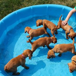 Vizsla Puppies from SkoglundFarm Vizslas