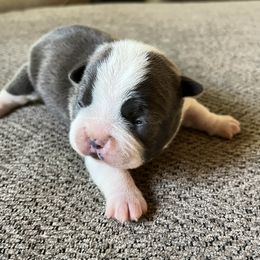 Minnie - Seal and white female Boston Terrier puppy in Red Bluff, California from Sugar Baby Bostons