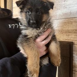 Miss Purple - Black and red female German Shepherd puppy in Lawton, Michigan from Free Indeed Shepherds