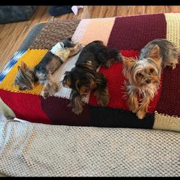 Nyah - Yorkshire Terrier
