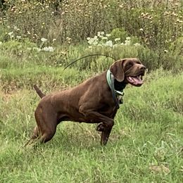 Sixgun’s Peanut MH NA-1 112 - German Shorthaired Pointer