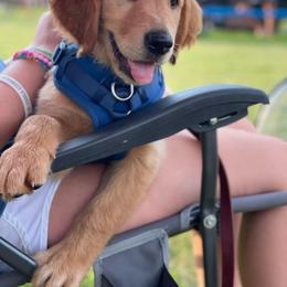 Golden Retriever Puppies from Morgan’s Heart of Gold Retrievers