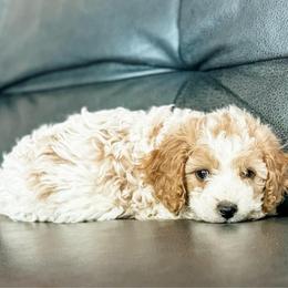 Copper - Blenheim male Cavapoo puppy in Saint George, Utah from Fitzdoodles