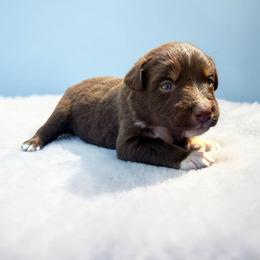 Jagger - Black & white male Australian Shepherd puppy in Statesville, North Carolina from Charming Australian Shepherds