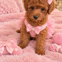 Eugéne - Red  female Poodle puppy in Bryn Mawr, Pennsylvania from Main line furry friends