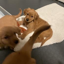 Juniper - Golden female Golden Retriever puppy in Portland, Oregon from Joyfully Golden