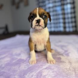 Girl 1 - Fawn female Boxer puppy in Prestonsburg, Kentucky from Bre’s Boxers