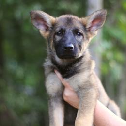 Girl 2 - Sable female German Shepherd puppy in Lucasville, Ohio from Trusting Hearts Kennel