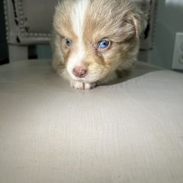 Toy Australian Shepherd Puppies from Shaw Nuff’s Kennels II