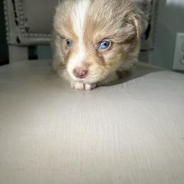 Toy Australian Shepherd Puppies from Shaw Nuff’s Kennels II