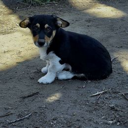 "Walnut" Grey Collar - Black and tan Pembroke Welsh Corgi puppy in Boise, Idaho from Eevee's Corgidex