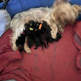 Yorkshire Terrier Puppies from Buddha Babies Yorkshire Terriers