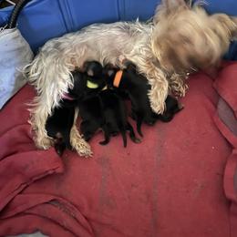 Yorkshire Terrier Puppies from Buddha Babies Yorkshire Terriers