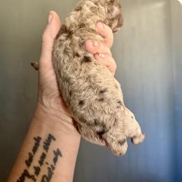 Bernedoodle, Poodle, and Saint Berdoodle Puppies from Remington Kennels, LLC