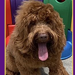 Gotty - Australian Labradoodle