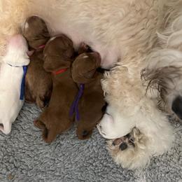 Australian Labradoodle puppies from Dignity Labradoodles