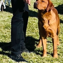Clifford - Labrador Retriever