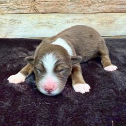 Willa - Red tri female Miniature Australian Shepherd puppy in Midway, Texas from L Bar W Aussie Ranch