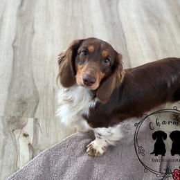 Romeo - Dachshund