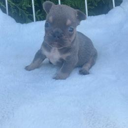 Salem - Blue fawn male French Bulldog puppy in Ronks, Pennsylvania from Bleu Rock French Bulldogs
